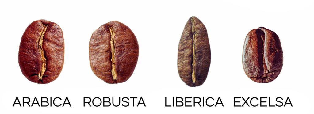 granos de café arabica robusta liberica excelsa